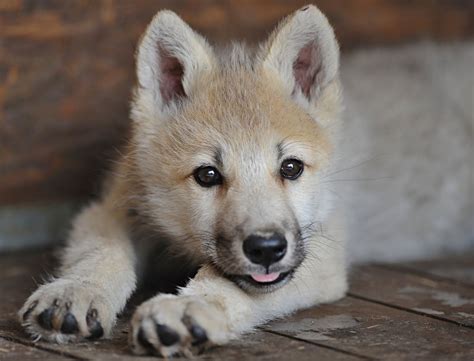 Wolf Cub Betfair